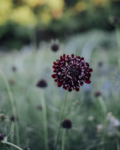 Black Knight Scabiosa Seeds