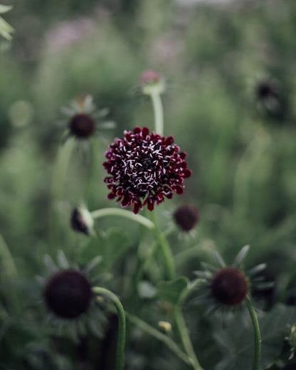 Black Knight Scabiosa Seeds