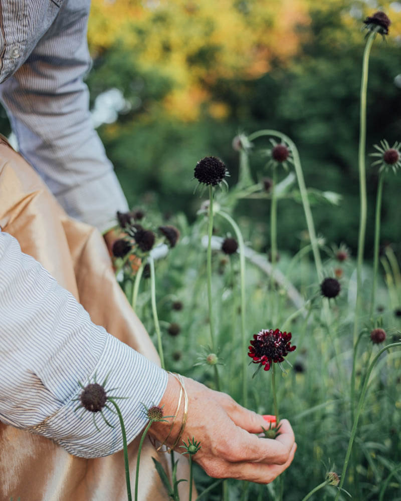 Black Knight Scabiosa Seeds