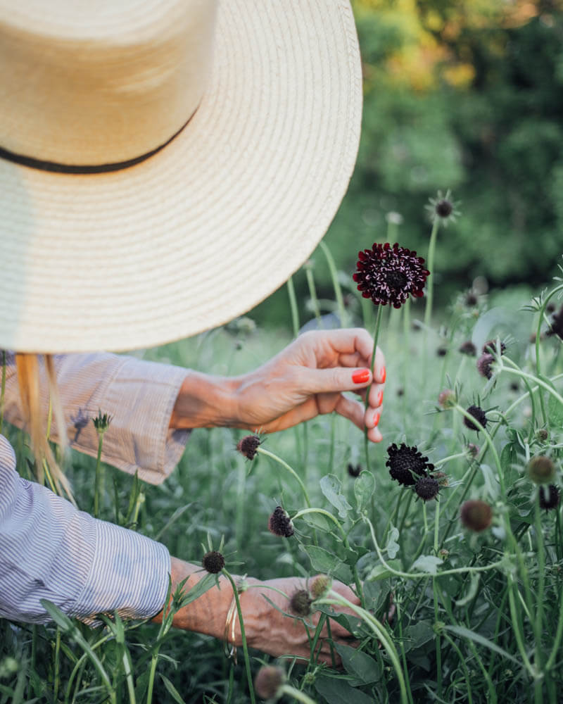 Black Knight Scabiosa Seeds