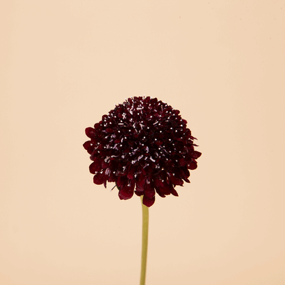 Black Knight Scabiosa Seeds