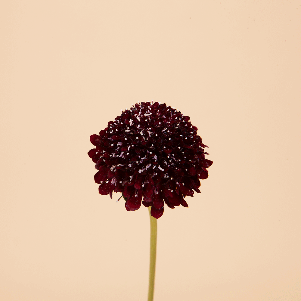 Scabiosa Mix Seed Bundle