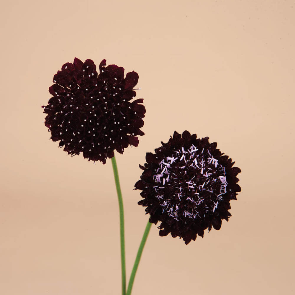 Black Knight Scabiosa Seeds