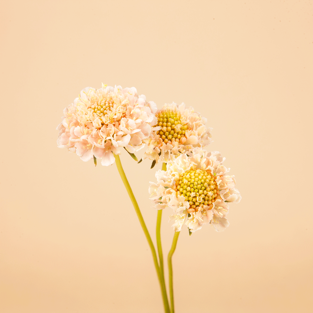 Fata Morgana Scabiosa Seeds