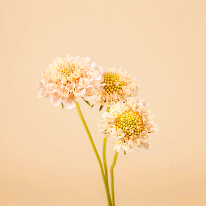 Fata Morgana Scabiosa Seeds