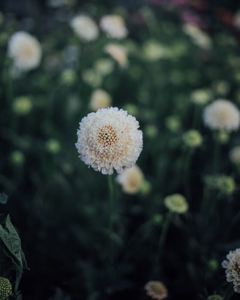 Fata Morgana Scabiosa Seeds