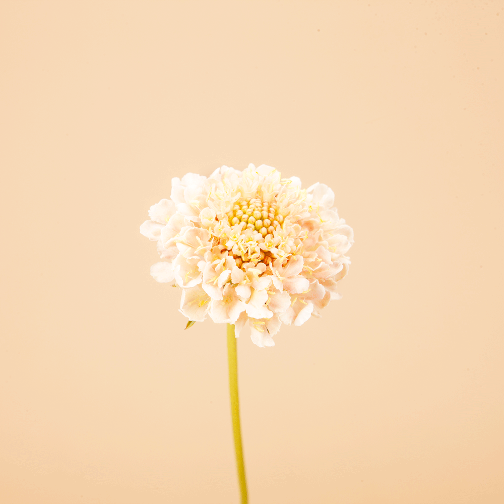 Fata Morgana Scabiosa Seeds