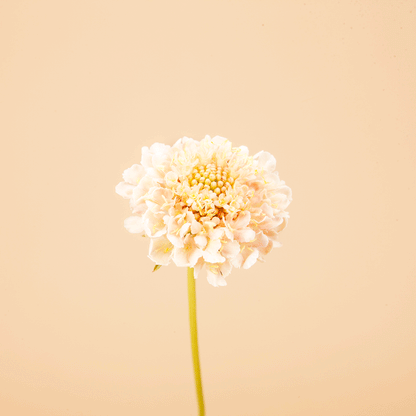 Fata Morgana Scabiosa Seeds