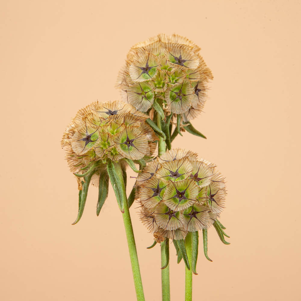 Starflower Scabiosa Seeds