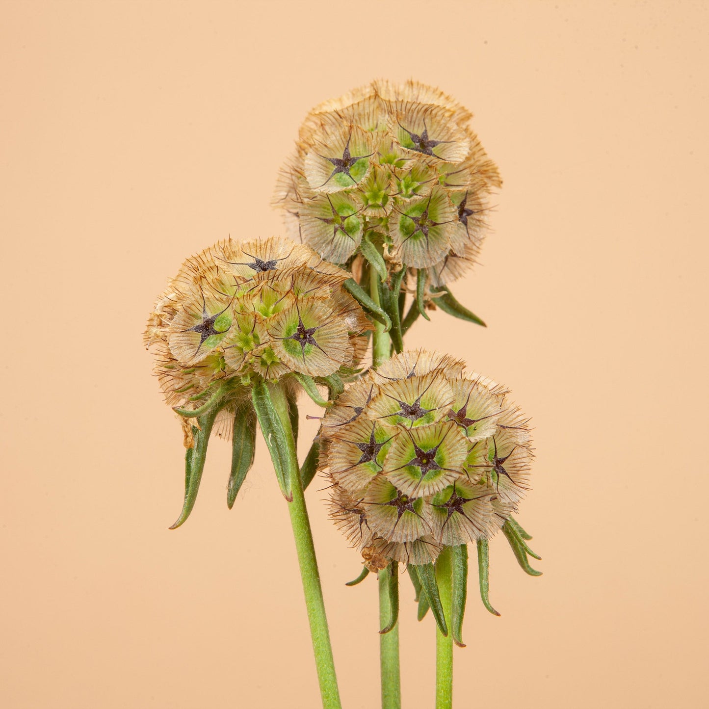 Scabiosa Mix Seed Bundle