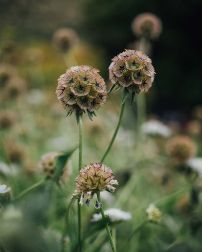 Scabiosa Mix Seed Bundle