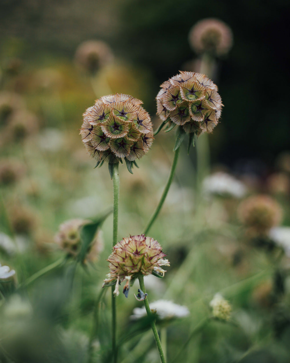 Starflower Scabiosa Seeds