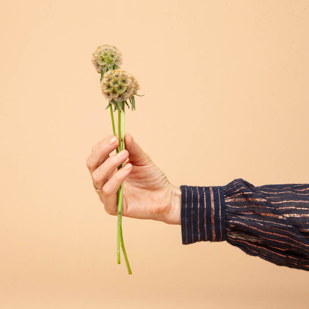 Starflower Scabiosa Seeds