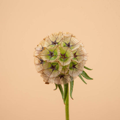 Starflower Scabiosa Seeds