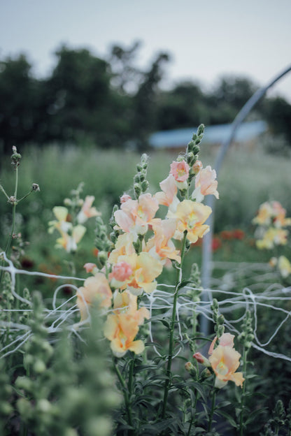 Snapdragon Mix Seed Bundle