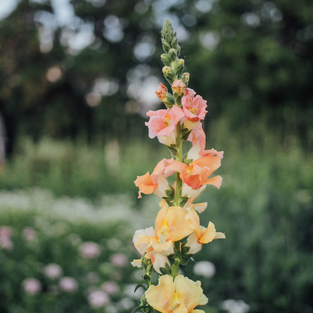 Chantilly Salmon Snapdragon Seeds