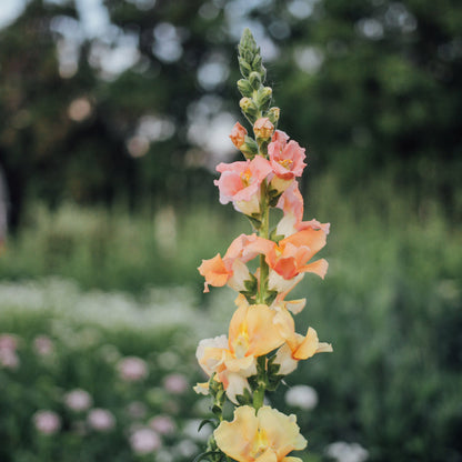 Cut Flower Garden Seed Bundle