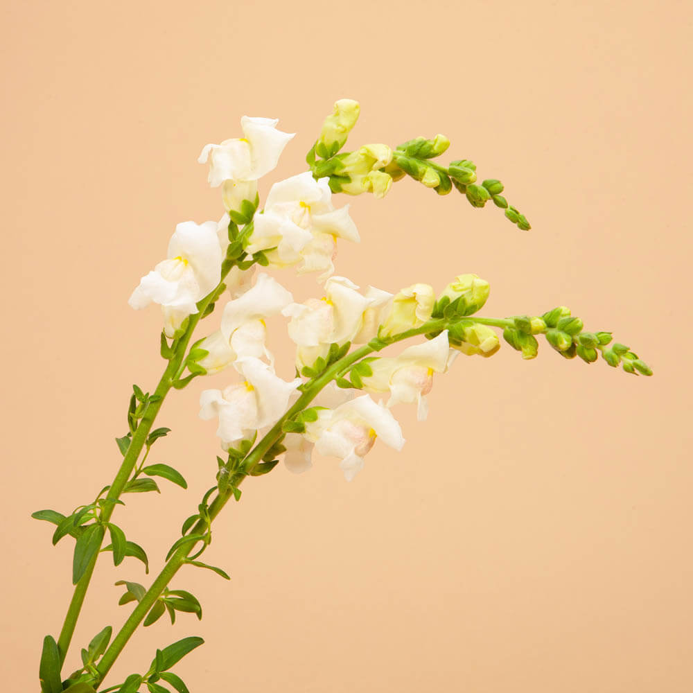 Potomac Appleblossom Snapdragon Seeds