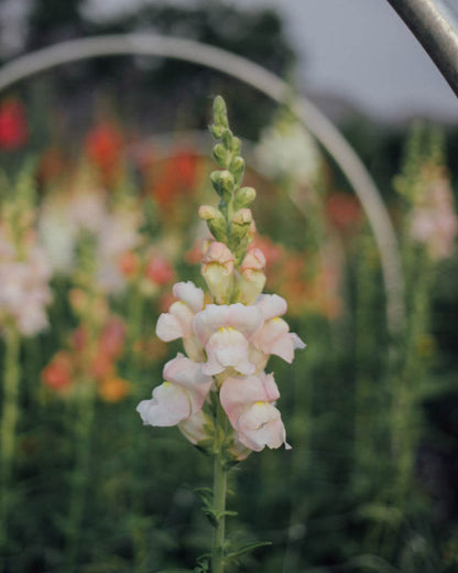 Potomac Appleblossom Snapdragon Seeds