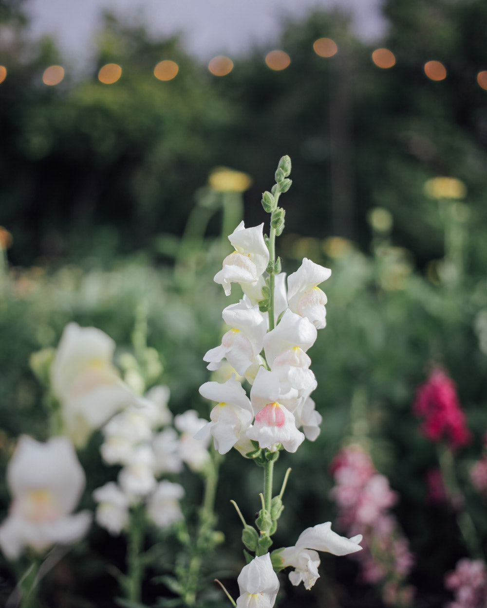 Potomac Appleblossom Snapdragon Seeds