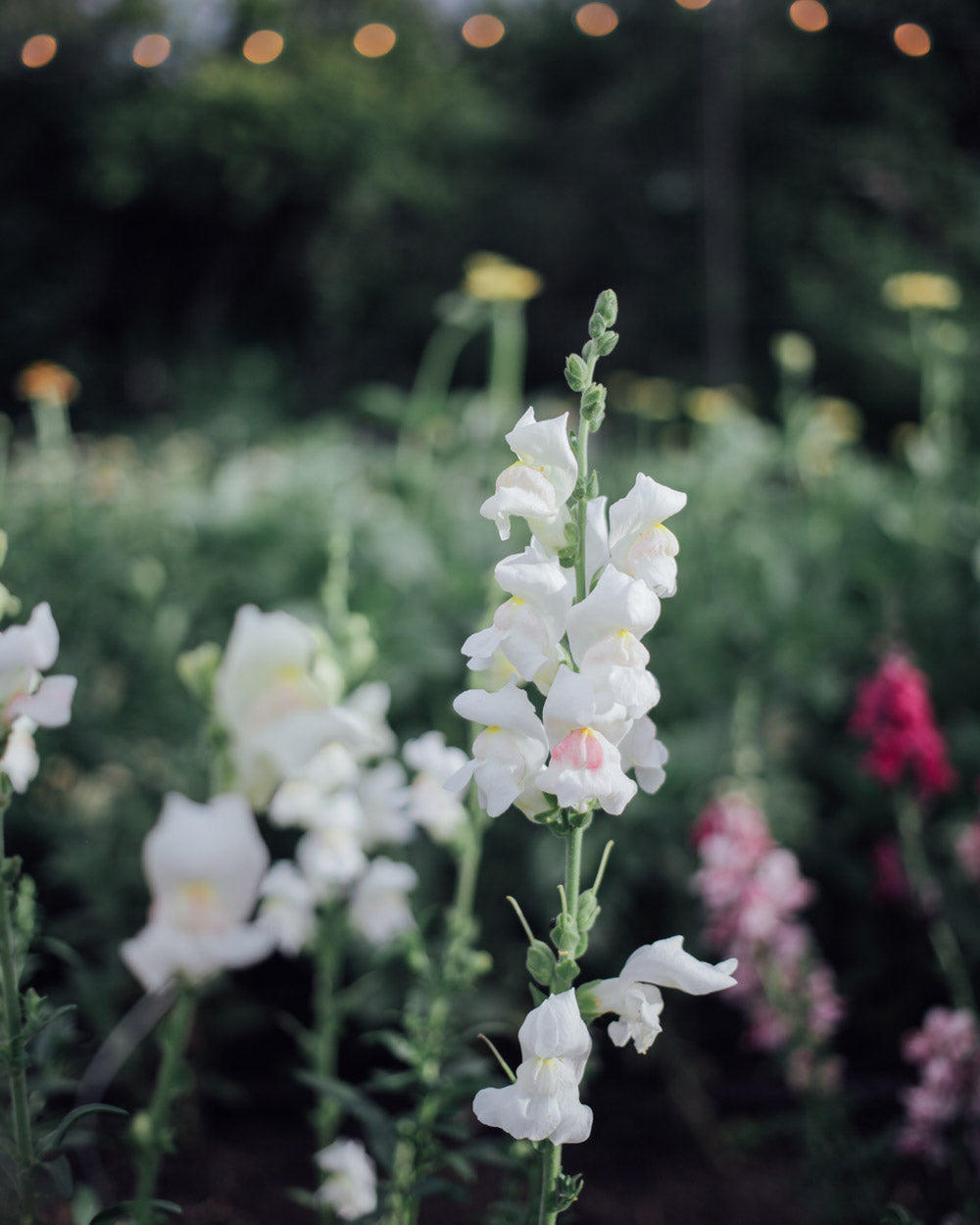 Potomac Appleblossom Snapdragon Seeds