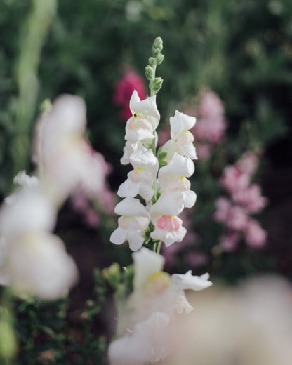 Potomac Appleblossom Snapdragon Seeds