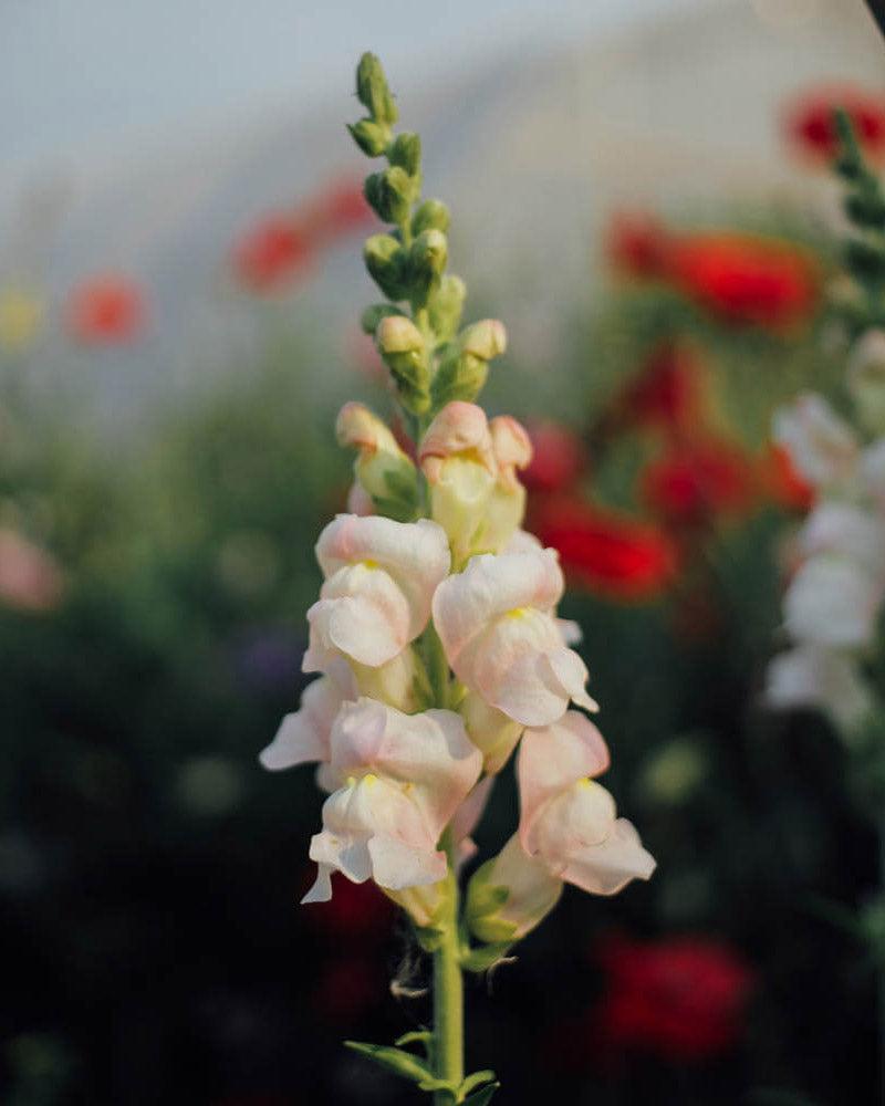 Potomac Appleblossom Snapdragon Seeds