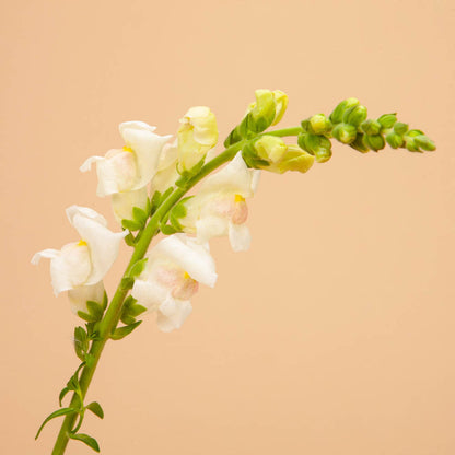 Potomac Appleblossom Snapdragon Seeds