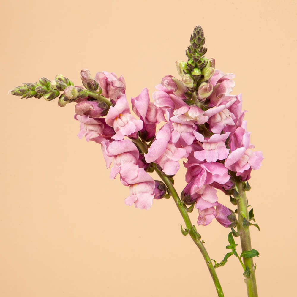 Potomac Lavender Snapdragon Seeds