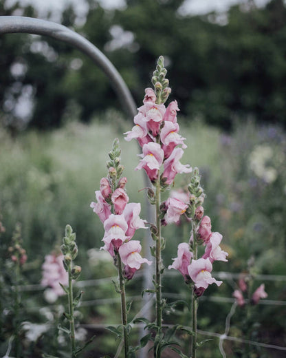 Potomac Lavender Snapdragon Seeds