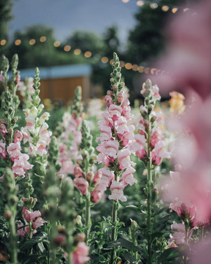 Potomac Lavender Snapdragon Seeds