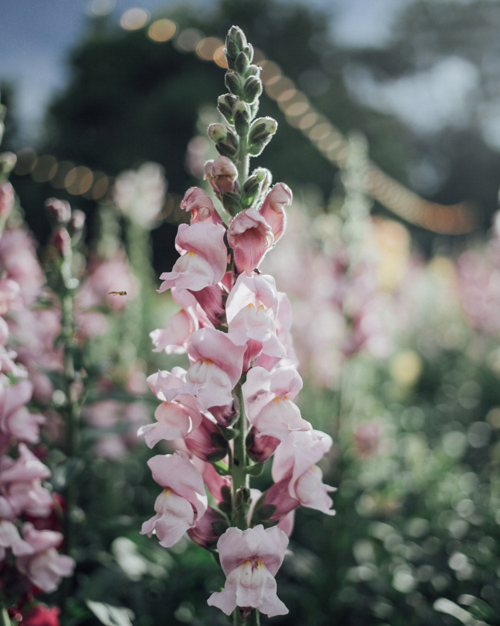 Potomac Lavender Snapdragon Seeds