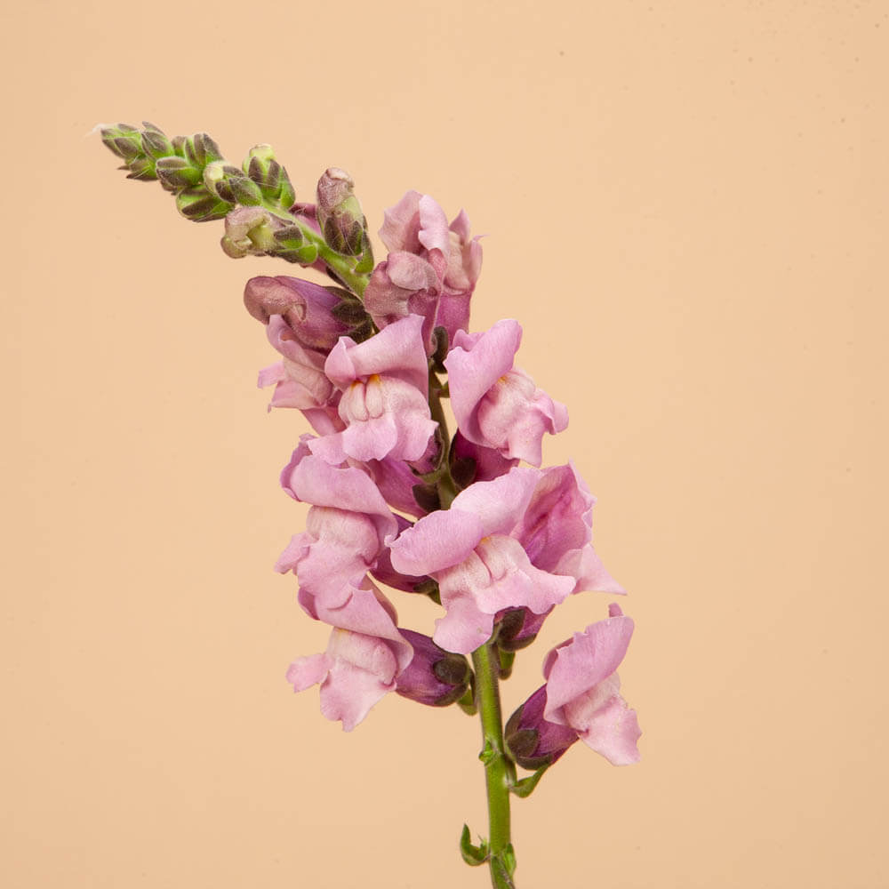 Potomac Lavender Snapdragon Seeds