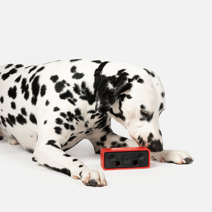 Speaker With Chicken Scent Dog Toy