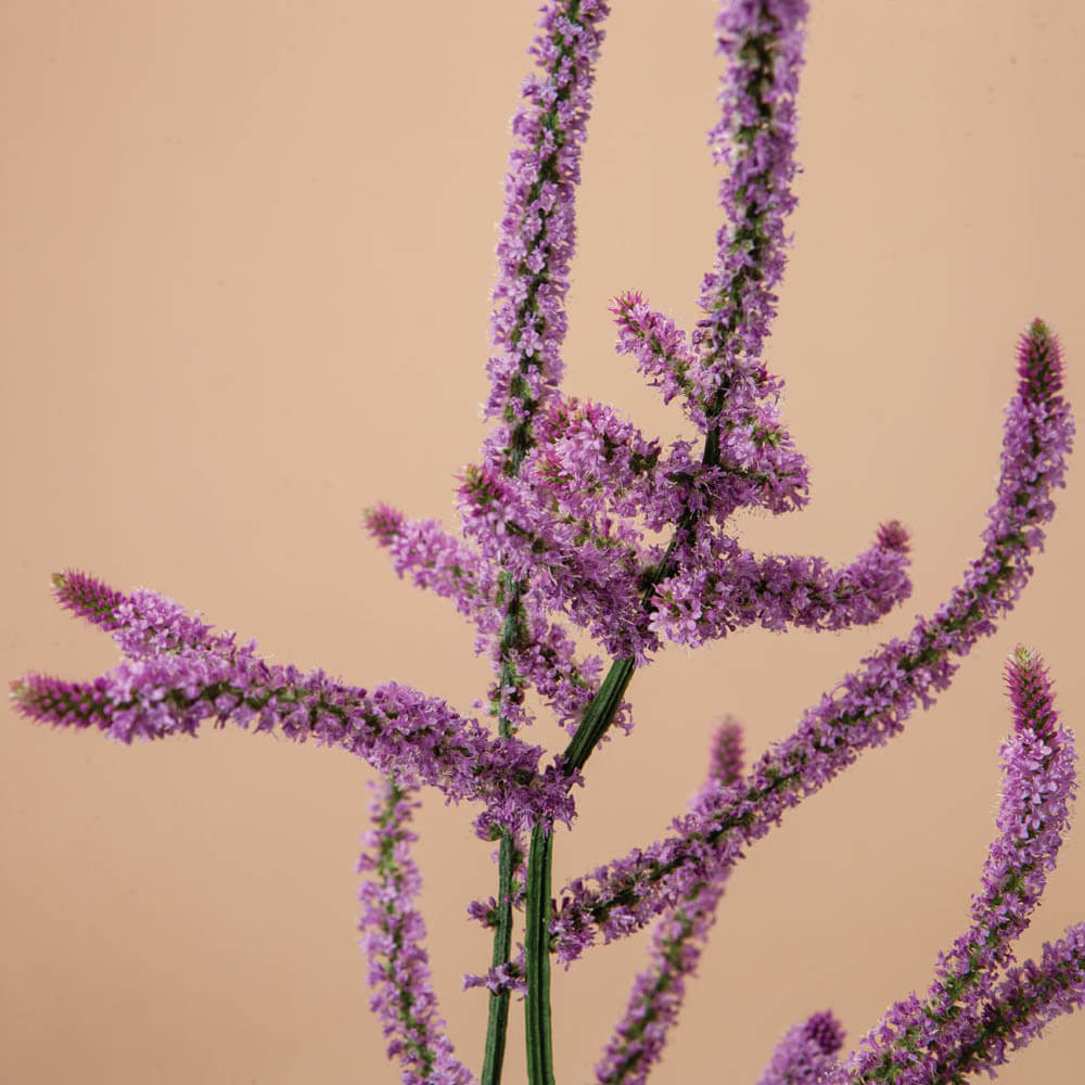 Suworowii Statice Seeds