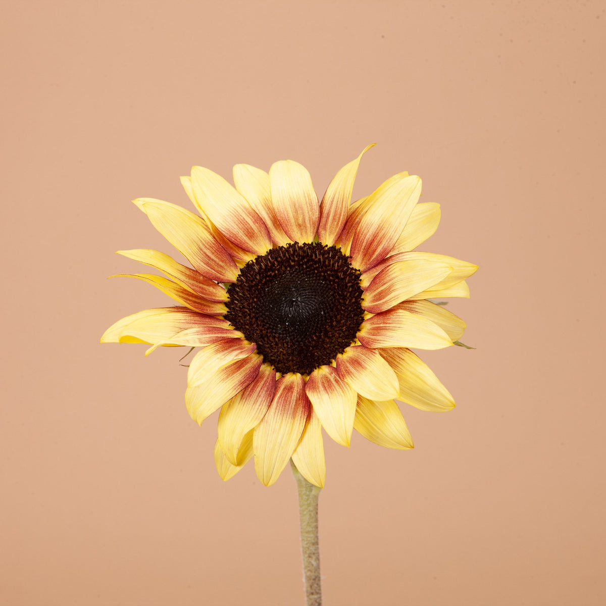 ProCut Red Lemon Bi-color Sunflower Seeds