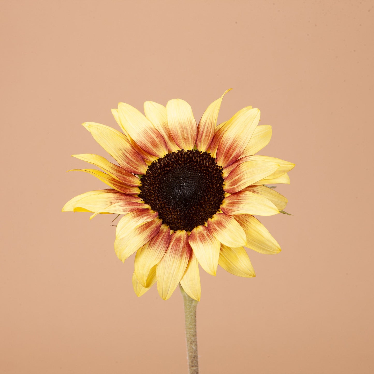 ProCut Red Lemon Bi-color Sunflower Seeds