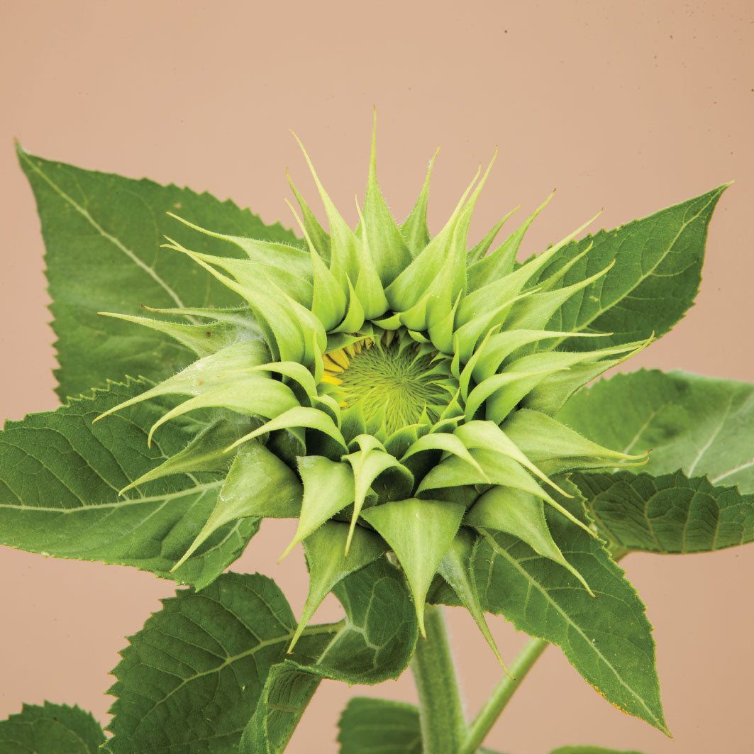 Sunfill Green Sunflower Seeds