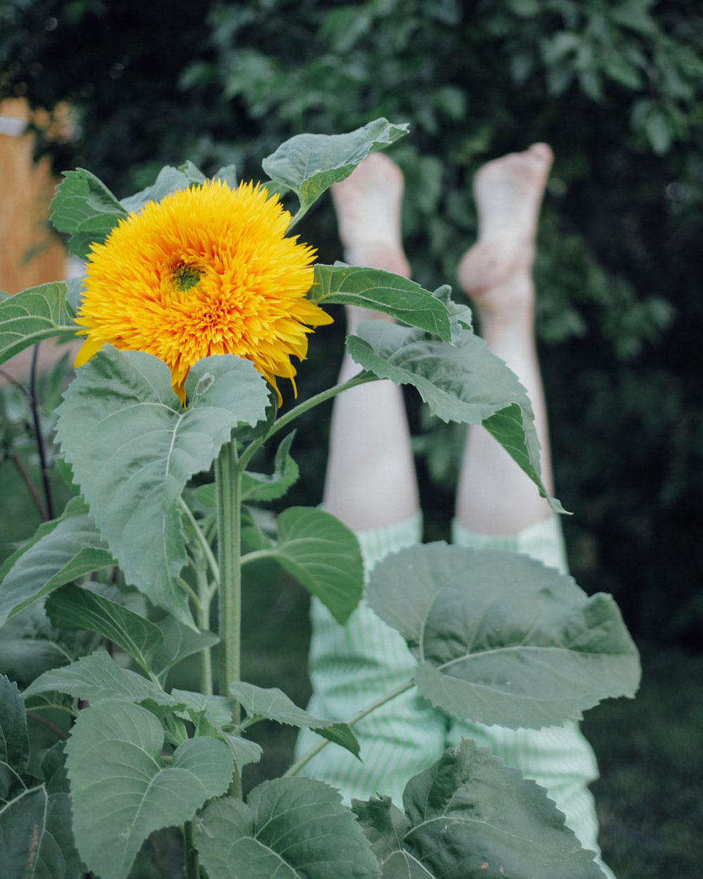 Teddy Bear Sunflower Seeds