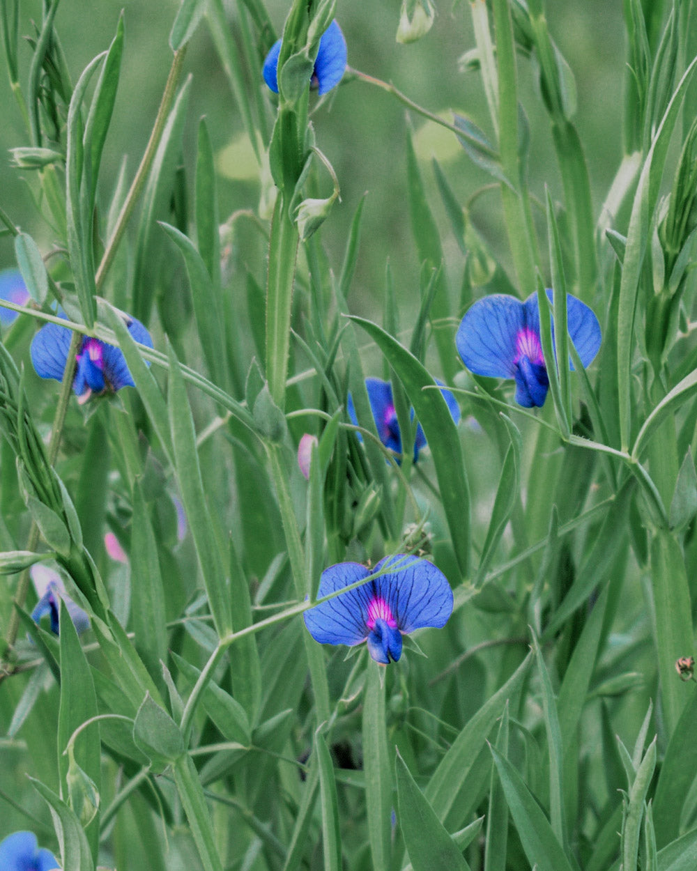 Sweet Pea Azureus Seeds