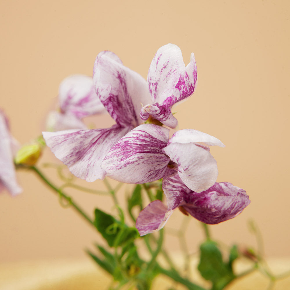 Maroon Streamers Sweet Pea Seeds