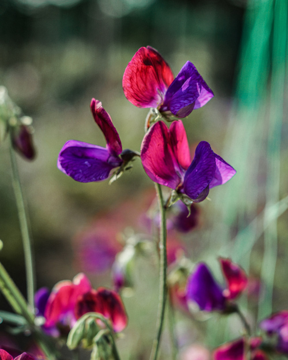 Old Spice Cupani Sweet Pea Seeds