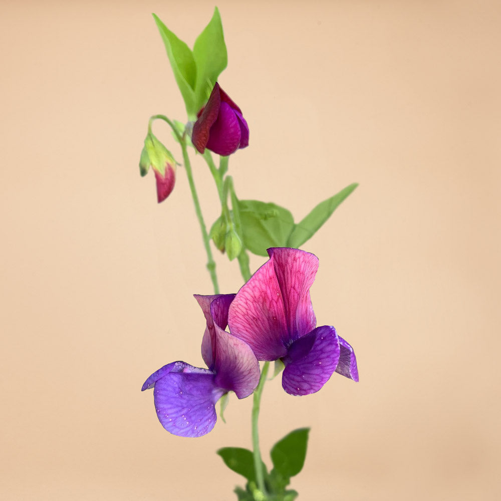 Old Spice Cupani Sweet Pea Seeds