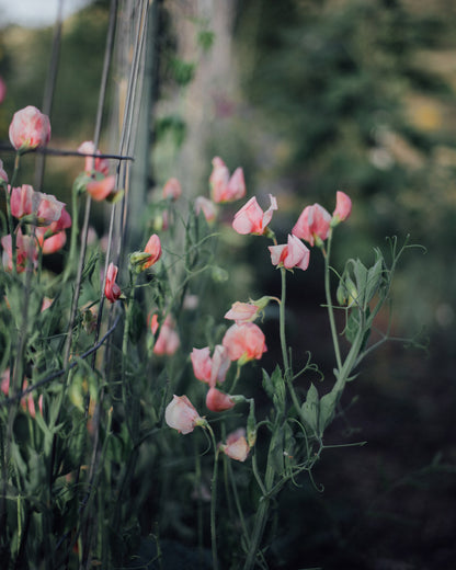 Mammoth Salmon Cream Sweet Pea Seeds