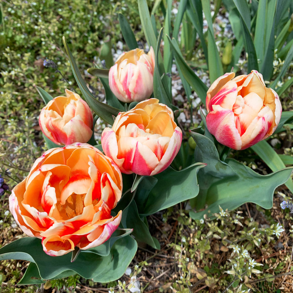 Bed of Roses Tulip Bulbs