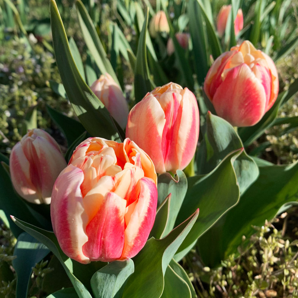 Bed of Roses Tulip Bulbs