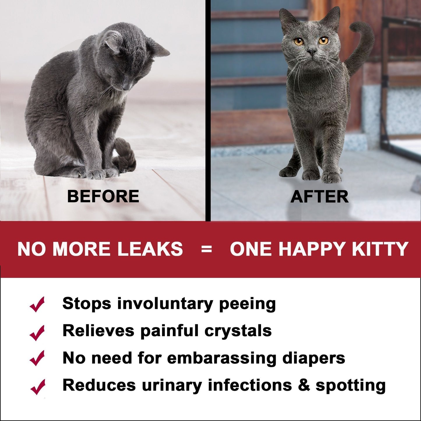 Natural Cat UTI & Kidney Remedy - Reduces Infections and Supports Optimal Bladder Function by BestLife4Pets