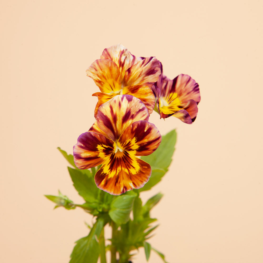 Brushstrokes Viola Seeds