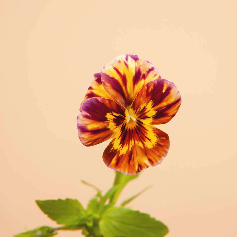 Brushstrokes Viola Seeds