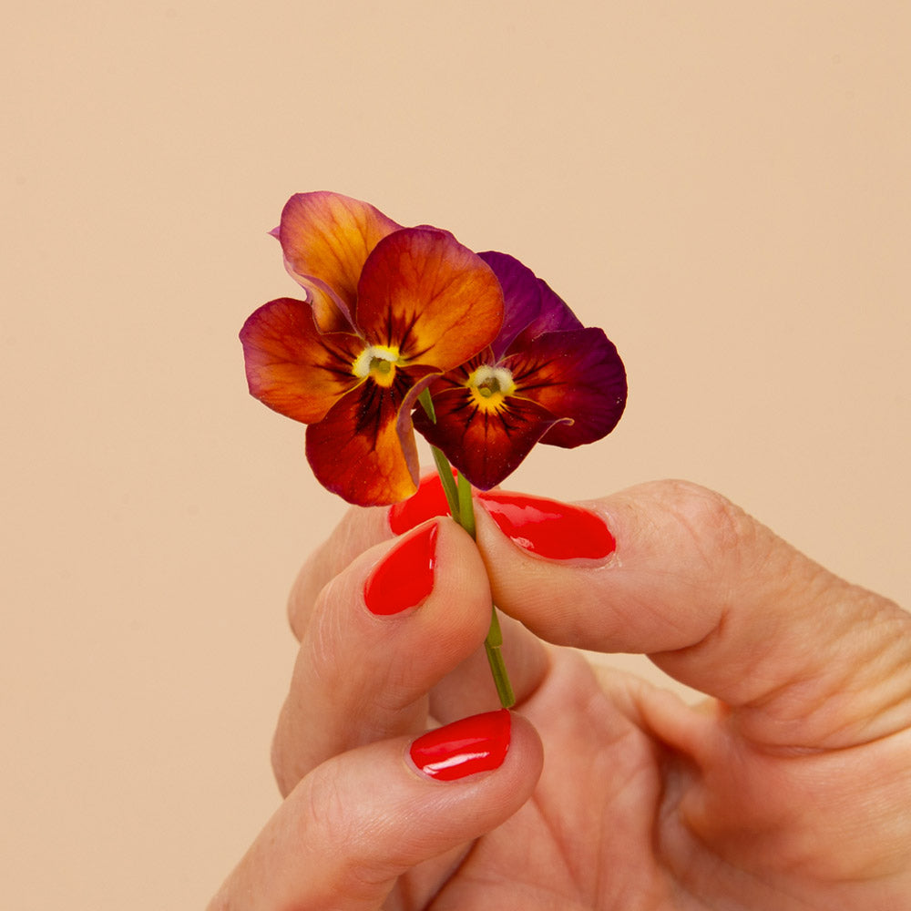 Brushstrokes Viola Seeds